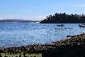 Chemainus Orcas